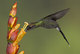 Image. Smaragdschattenkolibri