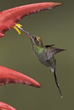 Image. Smaragdschattenkolibri