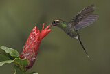 Image. Smaragdschattenkolibri