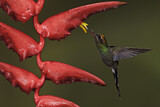 Image. Smaragdschattenkolibri
