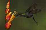 Image. Smaragdschattenkolibri