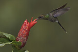 Image. Smaragdschattenkolibri