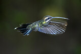 Image. Smaragdschattenkolibri