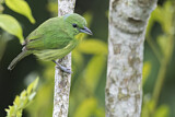 Image. Smaragdvireo
