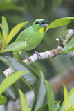 Image. Smaragdvireo