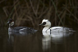 Image. Smew