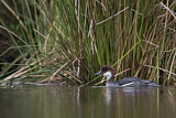 Image. Smew