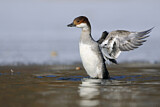 Image. Smew