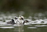 Image. Smew