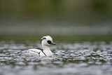 Image. Smew