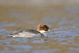 Image. Smew