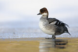 Image. Smew