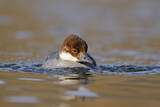 Image. Smew