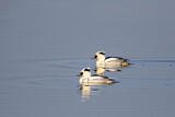 Image. Smew
