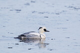 Image. Smew