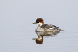 Image. Smew