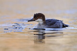 Image. Smew