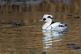 Image. Smew