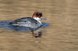 Image. Smew