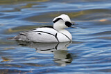 Image. Smew
