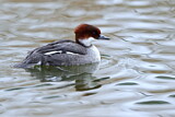 Image. Smew