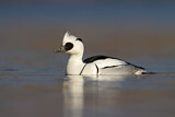 Image. Smew
