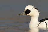Image. Smew