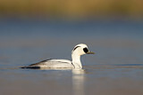 Image. Smew