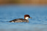 Image. Smew