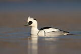 Image. Smew