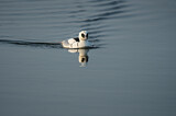 Image. Smew