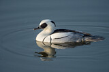 Image. Smew