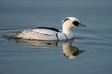 Image. Smew
