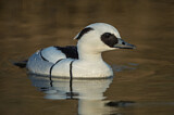 Image. Smew