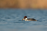 Image. Smew