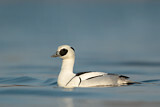 Image. Smew
