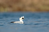 Image. Smew