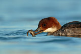 Image. Smew