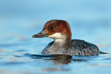 Image. Smew