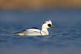 Image. Smew
