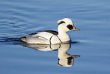 Image. Smew