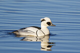 Image. Smew