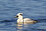Image. Smew