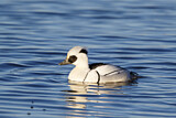 Image. Smew