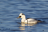 Image. Smew