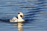Image. Smew