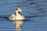 Image. Smew