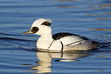 Image. Smew