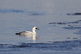 Image. Smew