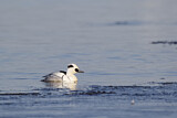 Image. Smew
